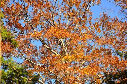 Photo de la sainte baume