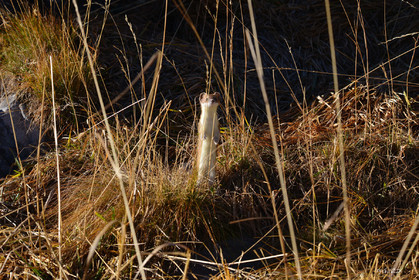 MISE A  JOUR  en cours