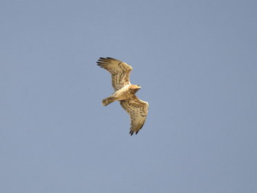 MISE A  JOUR  en cours