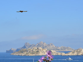 ref-faune-calanque-oiseau-faucon-6183.jpg
