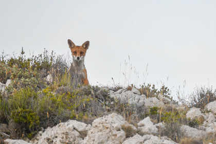 MISE A  JOUR  en cours