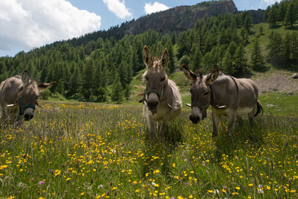 faune animaux montagne haute alpes ,queyras, mercantour,alpes de haute provence,alpes maritime