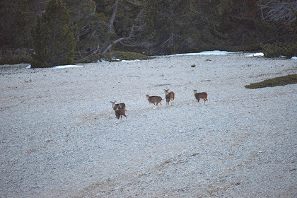 MOUFLONS  VENTOUX