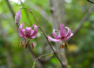 Photo de la sainte baume