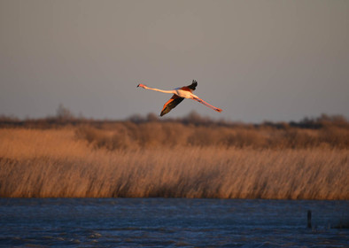 CAMARGUES HIVERS