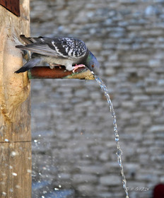 ref-1044-provence-pigeon-provence-fontaine-40x40-cm-dsc_2455.jpg