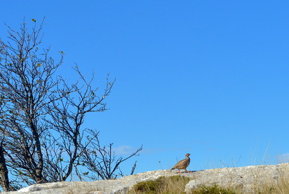 PERDRIX  SUR  LA  CRÊTE DES BEGUINES
