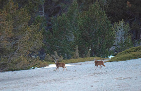 MOUFLONS  VENTOUX