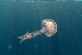 meduse