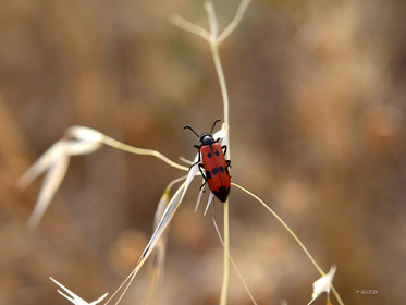 MISE A  JOUR  en cours