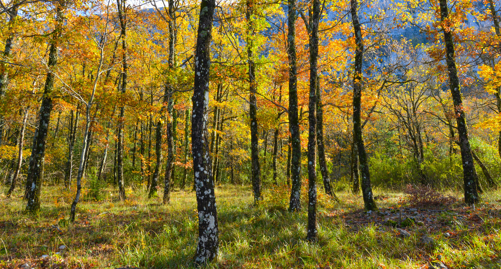 Cathédrale La Major