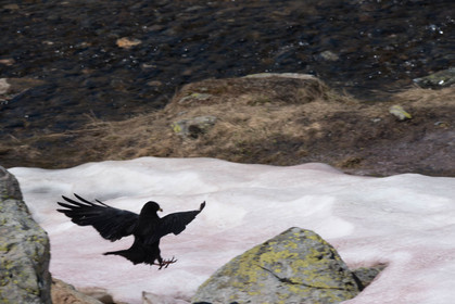 faune animaux montagne haute alpes ,queyras, mercantour,alpes de haute provence,alpes maritime