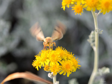 MISE A  JOUR  en cours