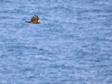 MISE A  JOUR  en cours