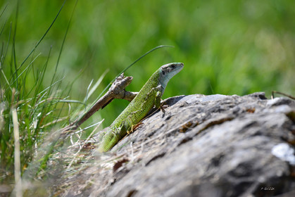 MISE A  JOUR  en cours