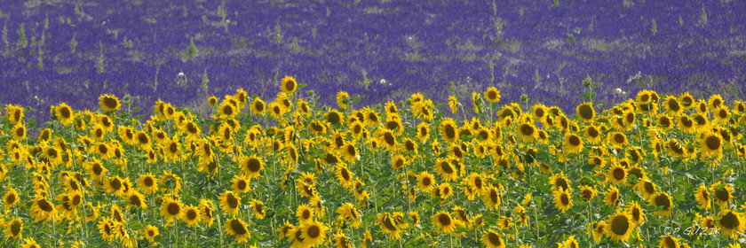 Selection format 20X60 cm