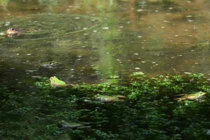 Photo de la sainte baume