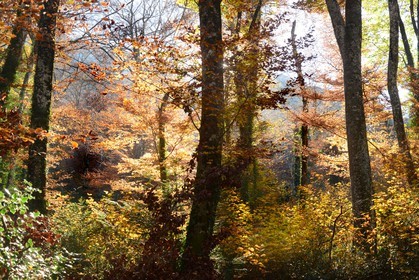 Photo de la sainte baume