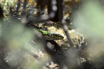 MISE A  JOUR  en cours