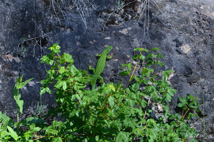 MISE A  JOUR  en cours