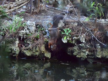 MISE A  JOUR  en cours