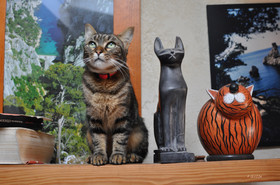 00000000000ref-tempete-chat-dsc_1716.jpg
