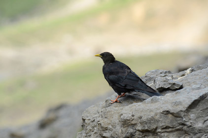 MISE A  JOUR  en cours