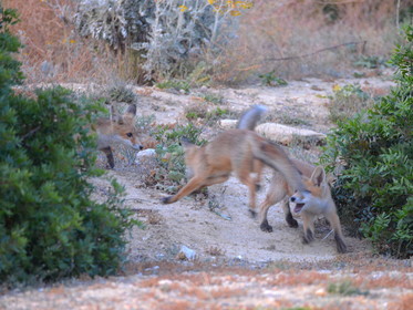 renardeaux  quelques part en provence