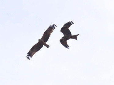 MISE A  JOUR  en cours