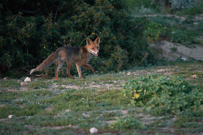 renard des calanques