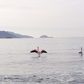 flamants roses sur la plage du prado marseille