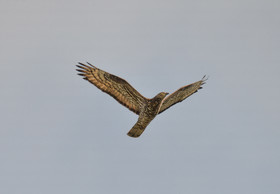 faune calanques