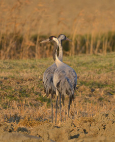 MISE A  JOUR  en cours