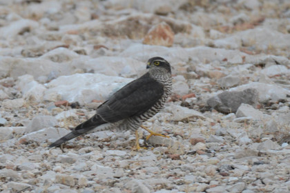 MISE A  JOUR  en cours