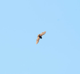 mar_3113.jpg