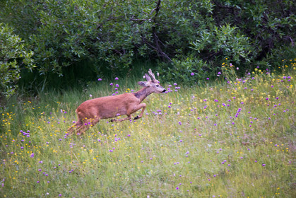 faune animaux montagne haute alpes ,queyras, mercantour,alpes de haute provence,alpes maritime