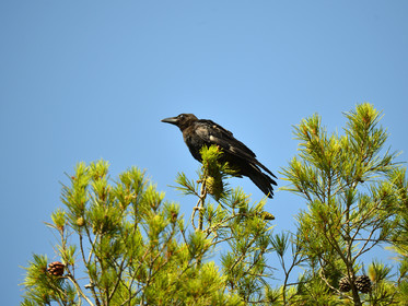 MISE A  JOUR  en cours