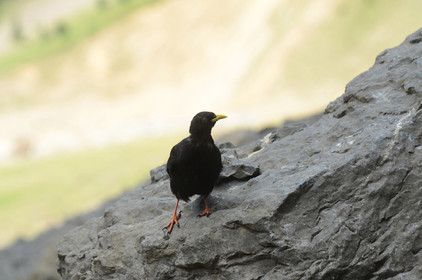 MISE A  JOUR  en cours