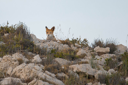 MISE A  JOUR  en cours