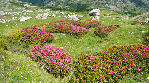 montagne haute alpes ,queyras, mercantour,alpes de haute provence,alpes maritime