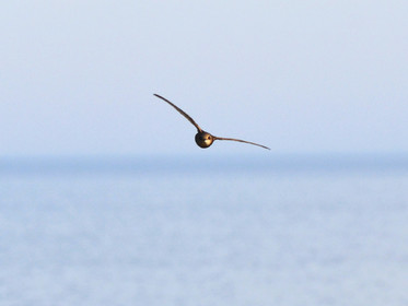 MISE A  JOUR  en cours