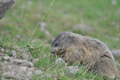 MISE A  JOUR  en cours