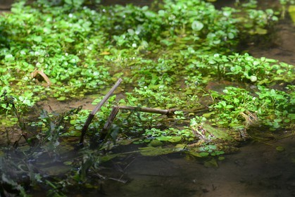 MISE A  JOUR  en cours