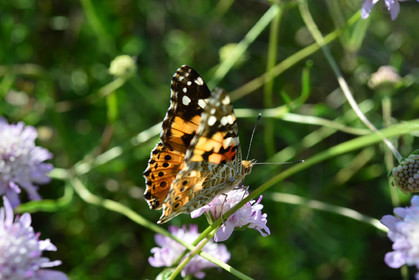 MISE A  JOUR  en cours