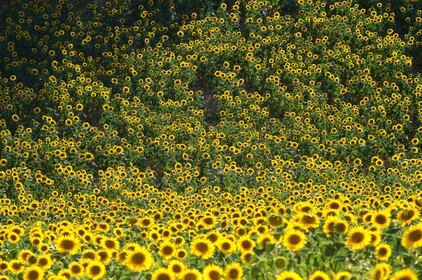 ref-594-provence-tournesol-60x90-valensoles-luberon-5273.jpg