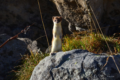 MISE A  JOUR  en cours