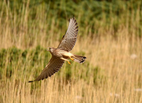 ventout-faune2-2840-1.jpg