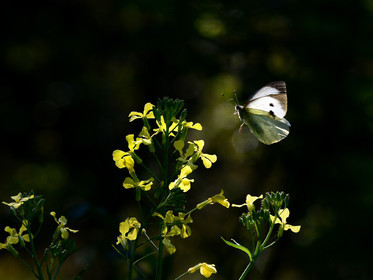 MISE A  JOUR  en cours