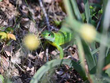 MISE A  JOUR  en cours