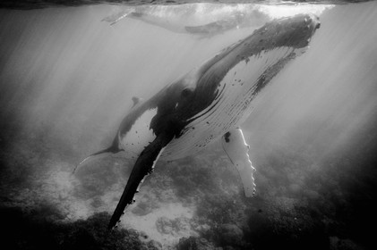 MISE A  JOUR  en cours